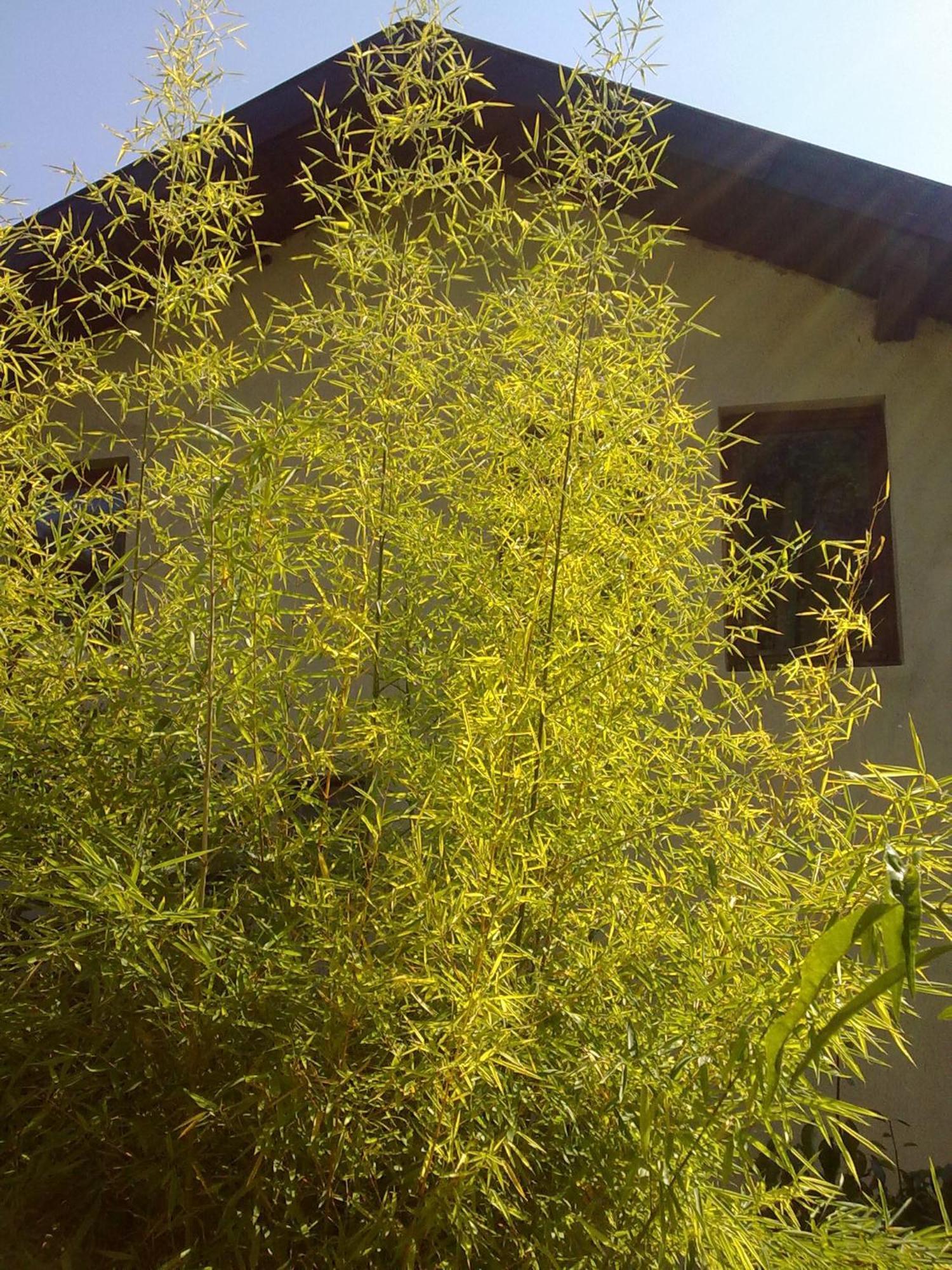 Villa Elfi โกลเดน แซนส์ ภายนอก รูปภาพ